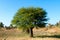 Babool Tree/Gum Arabic Tree/Thorn Mimosa Tree-India