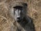 Baboon