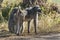 Baboon , Africa