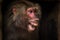 Baboon baboon portrait