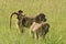 Baboon with baby riding on its back