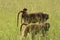 Baboon with baby riding on its back