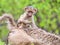 Baboon baby riding on mother