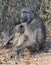 Baboon breastfeeding
