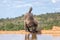 Baboon  Chacma drinking at the waterhole in front of the water level hide at Welgevonden Game Reserve, South Africa.