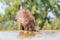 Baboon  Chacma drinking at the waterhole in front of the water level hide at Welgevonden Game Reserve, South Africa.