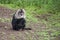 Baboon Cleaning His Teeth