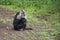 Baboon Cleaning His Teeth