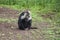 Baboon Cleaning His Teeth