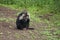 Baboon Cleaning His Teeth