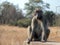 Baboon with direct look in Krueger National Park in South Africa