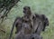 Baboon, disambiguation, with baby on her back