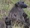 Baboon, disambiguation, sitting on ground and holding baby