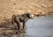 Baboon Drinking