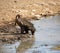 Baboon Drinking