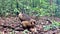 Baboon eating in Bukit Lawang National Park in Sumatra