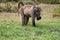 Baboon eating in De Hoop nature reserve