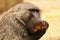 Baboon eating doum palm seed
