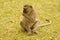 Baboon eating seeds