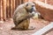 Baboon eats junk food in kenya