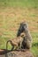 Baboon family