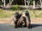 Baboon family