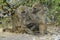 A baboon family in Chobe N.P. Botswana.