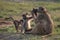 A baboon family grooming