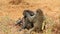 Baboon family grooming, Nakuru Park