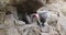Baboon family on rocky ledge primate 4K