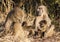 Baboon family sitting on the side of a road