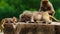 Baboon family on a tree stump