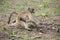 Baboon forage for food in early morning sunshine