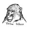 baboon head - vector illustration sketch hand drawn with