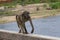 A baboon in the Kruger National Park