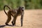 Baboon in Kruger National Park