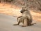 Baboon in Kruger National Park in South Africa