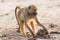 Baboon looking in elephant dung for insects