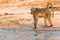 Baboon looking at river for danger