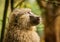 A baboon looking up