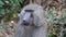 Baboon, Manyara park, Tanzania