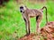 Baboon monkey in African bush. Kenya