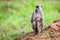 Baboon monkey in African bush. Safari in Tsavo West, Kenya