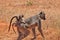 Baboon monkey with baby Africa