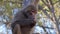 Baboon monkey eating peanuts