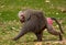 The baboon monkey runs along the grass