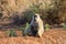 Baboon monkey sit on the ground in Africa wildlife