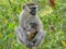 Baboon monkey takes care for its baby