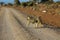 Baboon monkey walks on the road in Africa wild nature