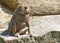 Baboon monkey wildlife background